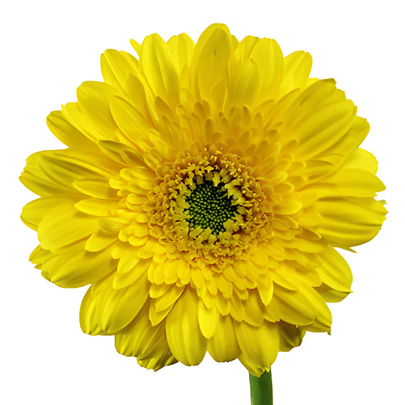 Golden Anniversary Mini Gerbera Daisies