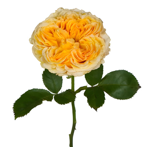 Golden Apricot Garden Rose Stem