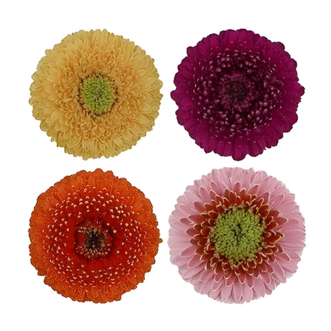 Assorted Color Gerrondo Gerbera Daisy Flowers