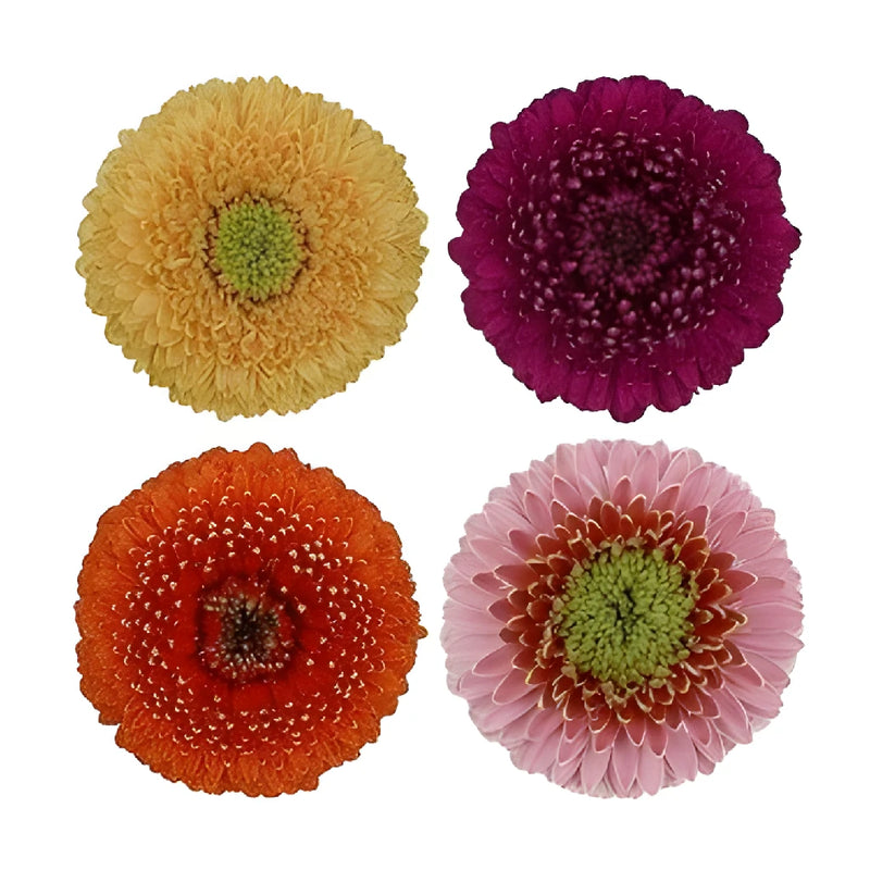 Assorted Color Gerrondo Gerbera Daisy Flowers