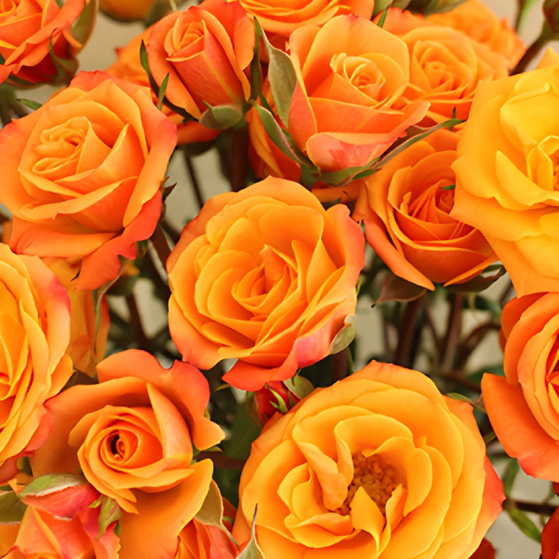 Golden Melon Spray Roses up close