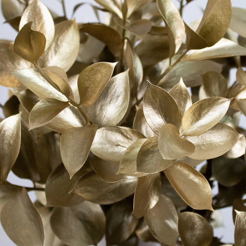 Gold Tinted Ruscus Greenery Wholesale
