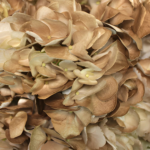 Golden Wedding Anniversary Airbrushed Hydrangea Up Close