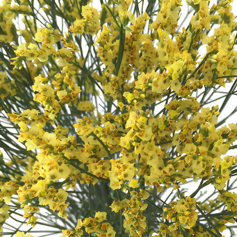 Golden Yellow Airbrushed Limonium Flowers