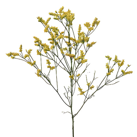 Golden Yellow Airbrushed Limonium Flowers