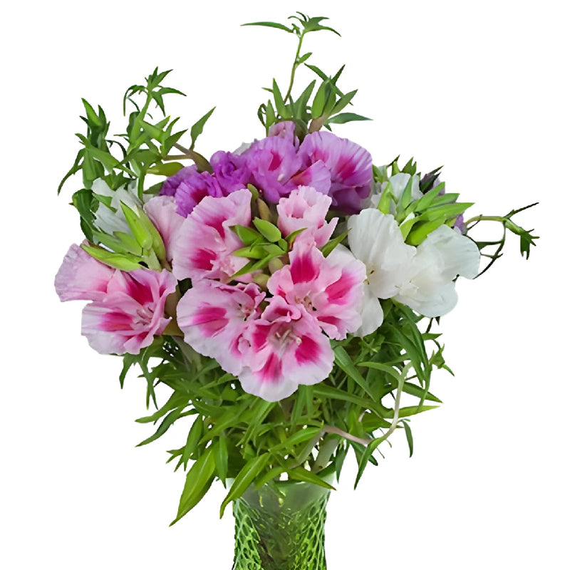 Assorted Color Godetia Flowers
