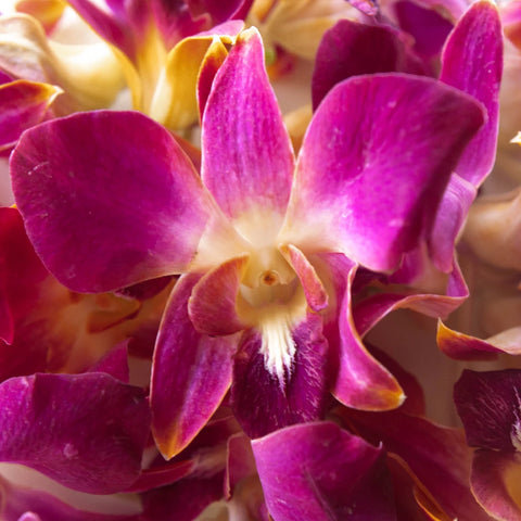 Golden Yellow Loose Orchid Blooms Close Up - Image