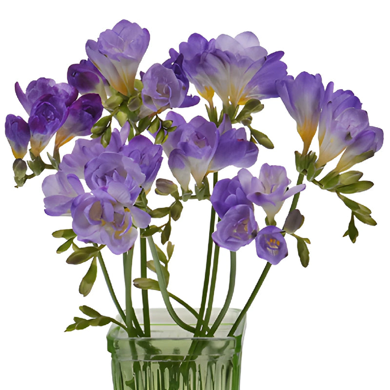 Grape Designer Freesia Flower