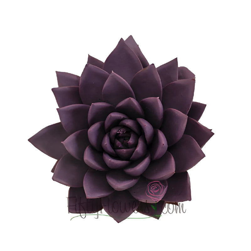 Grape Purple Tinted Succulents