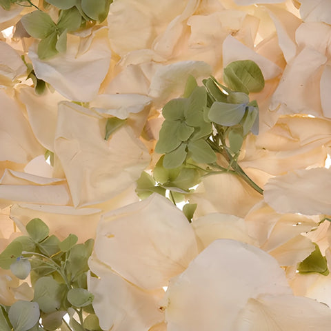 Green and Cream Irish Dried Rose Petals