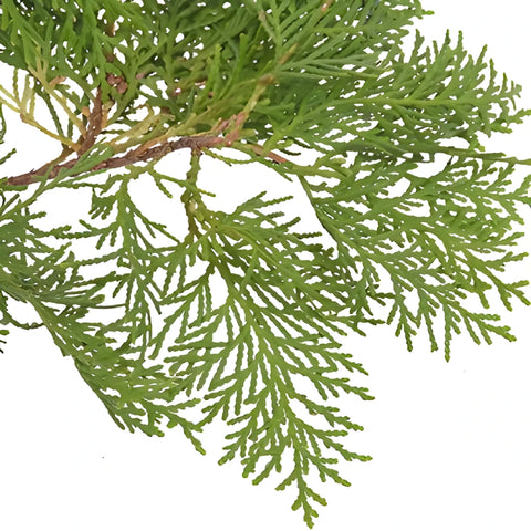 Green Arbor Cedar Winter Greenery