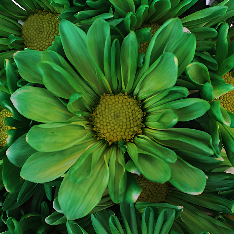 Green Bulk Daisy Flower Tinted