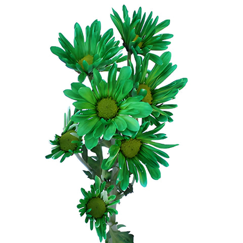 Green Bulk Daisy Flower Tinted
