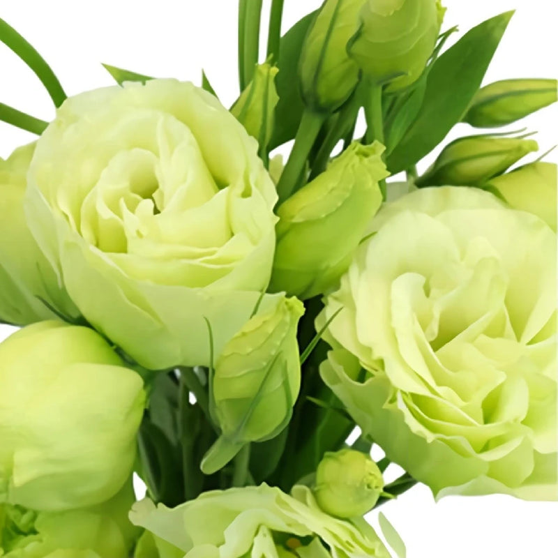 Green Lisianthus Bulk Wedding Flower Close Up - Image