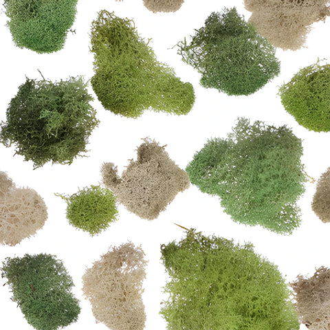 Assorted Color Reindeer Moss
