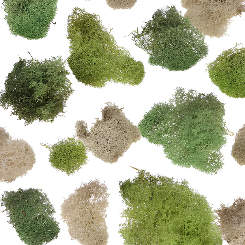 Assorted Color Reindeer Moss
