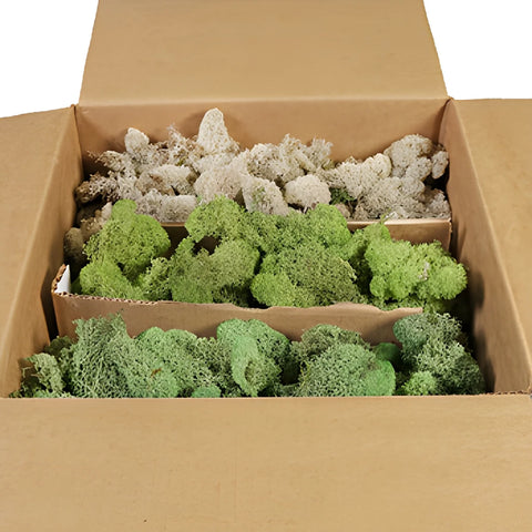 Assorted Color Reindeer Moss