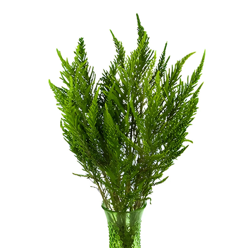 Green Chilean Heather Flower