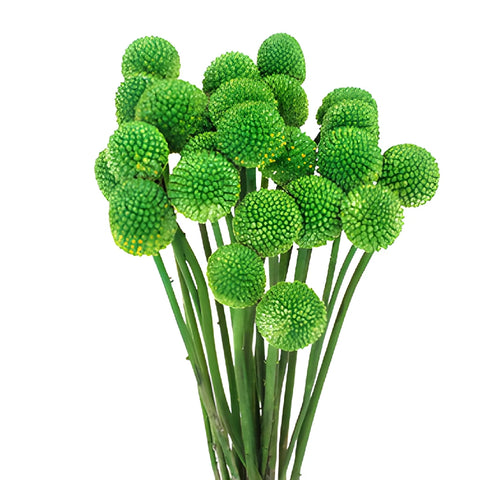 Green Tinted Craspedia Billy Balls