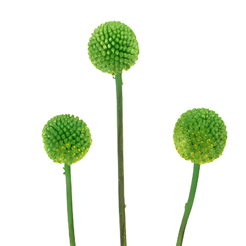 Green Tinted Craspedia Billy Balls