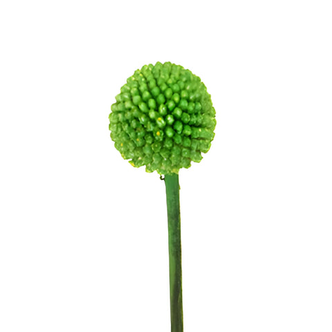 Green Tinted Craspedia Billy Balls