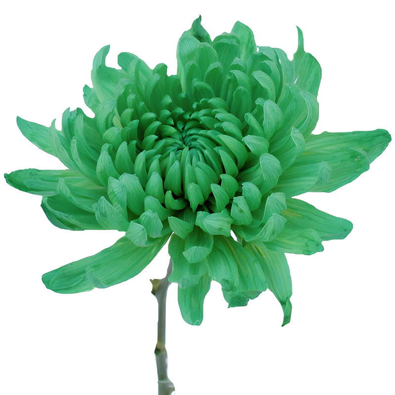 Green Tinted Cremon Bulk Flowers