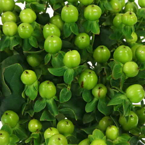 Green Designer Hypericum Berries