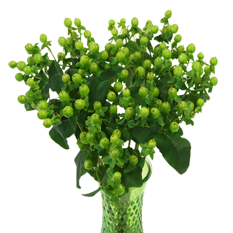 Green Designer Hypericum Berries