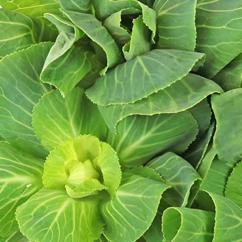 Green Designer Ornamental Kale Flowers