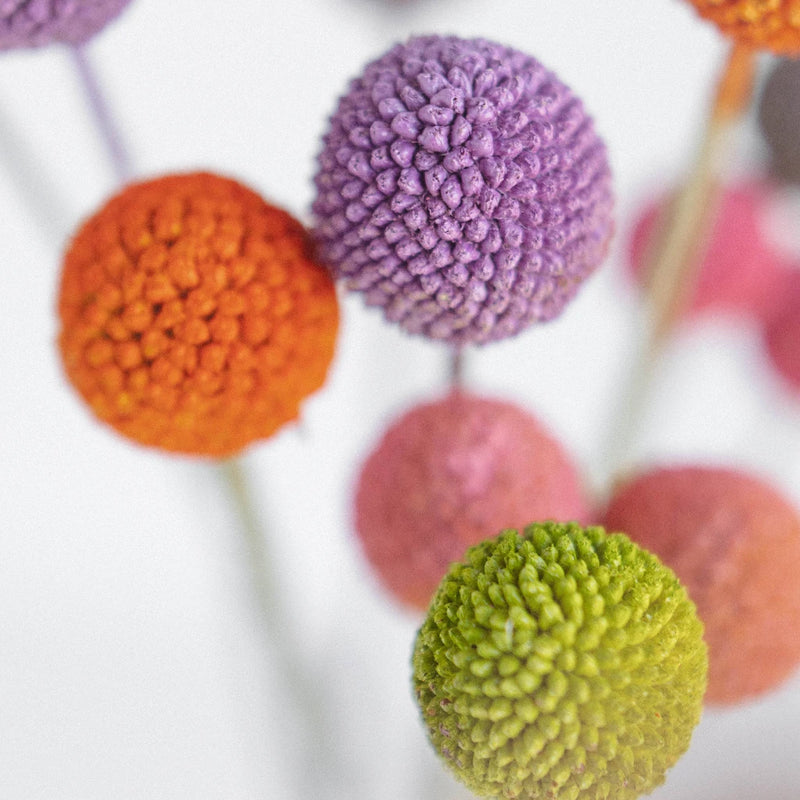 Airbrushed Billy Balls Assorted Colors Stem - Image