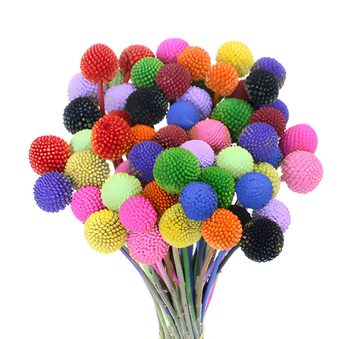 Assorted Colors Airbrushed Craspedia Billy Balls