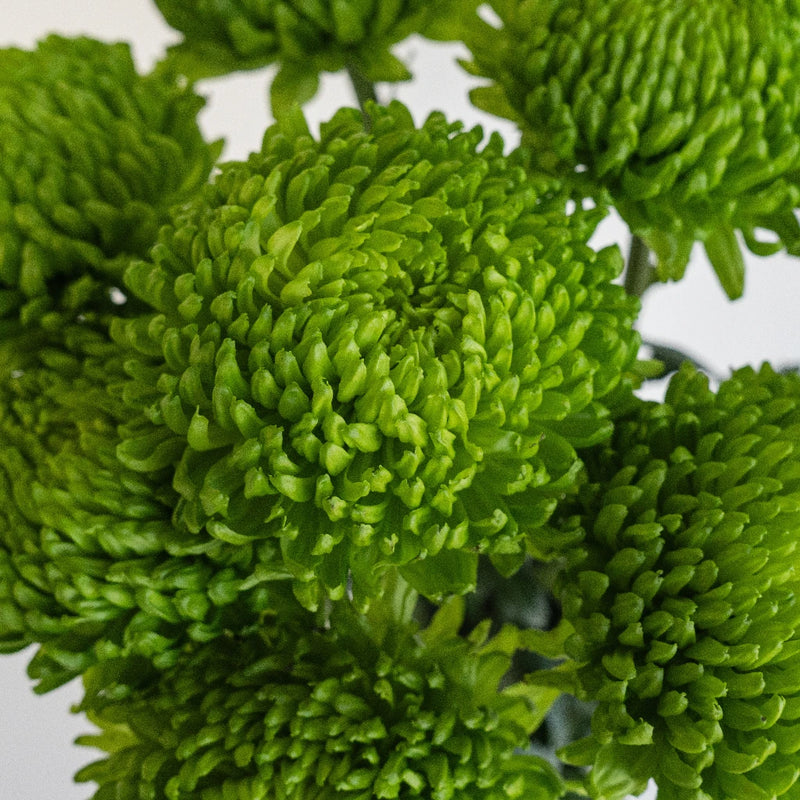 Alemani Close Up - Image
