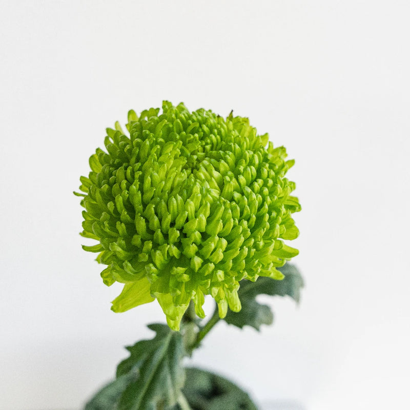 Alemani Stem - Image
