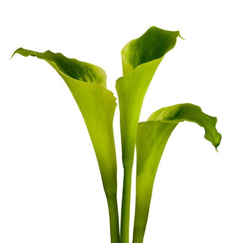 Green Goddess Standard Calla Lily Flower