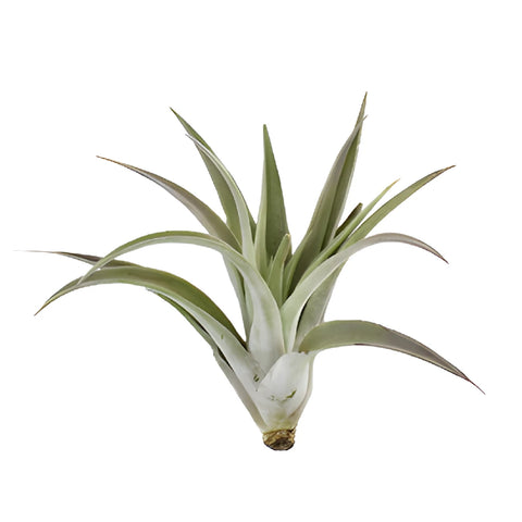Green Harrisii Air Plants