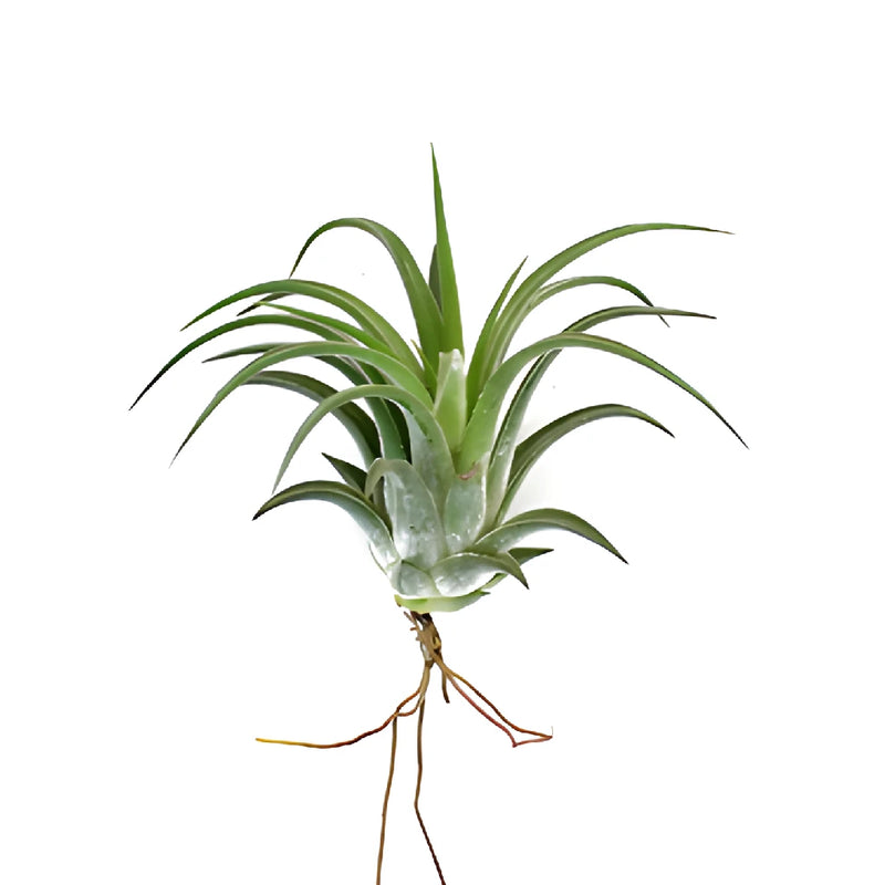 Green Ionantha Mexican Air Plants