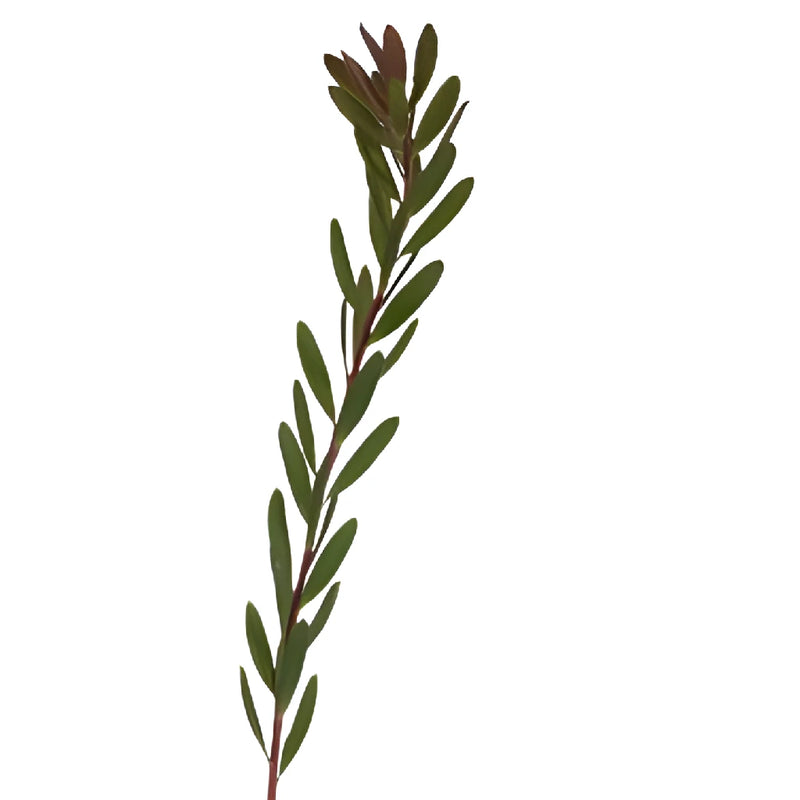 Green Jungle Safari Leucadendron