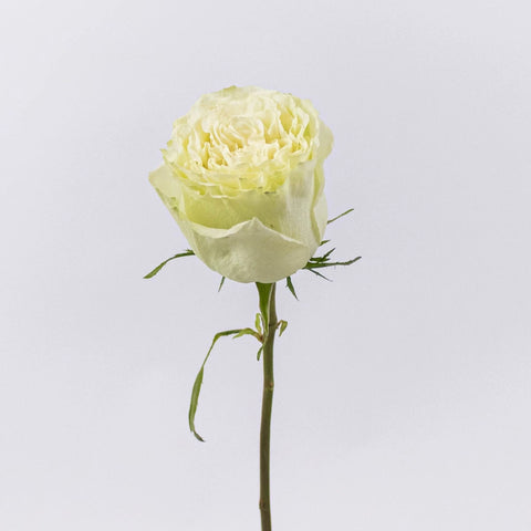 Green Limeade Rose Stem
