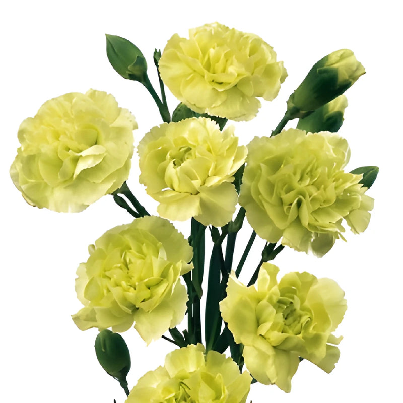 Green Mini Carnation Flowers Up Close