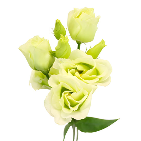 Mini Double Rosita Green Lisianthus Wholesale Flower Bloom
