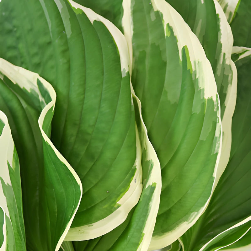 Green Picotee Designer Hosta Leaves