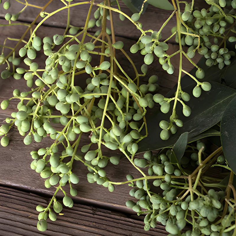 Wholesale greenery bulk green privett berries for sale near me