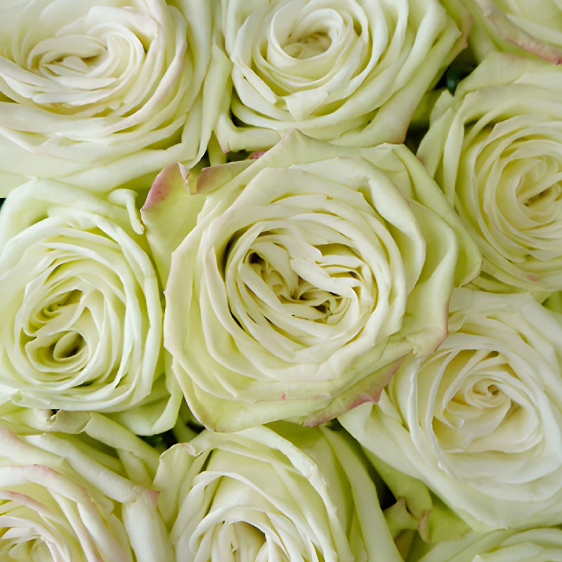 Green Tea Bulk Rose
