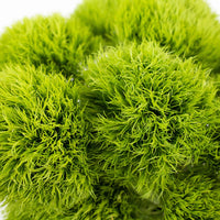 Green Dianthus Flowers close up