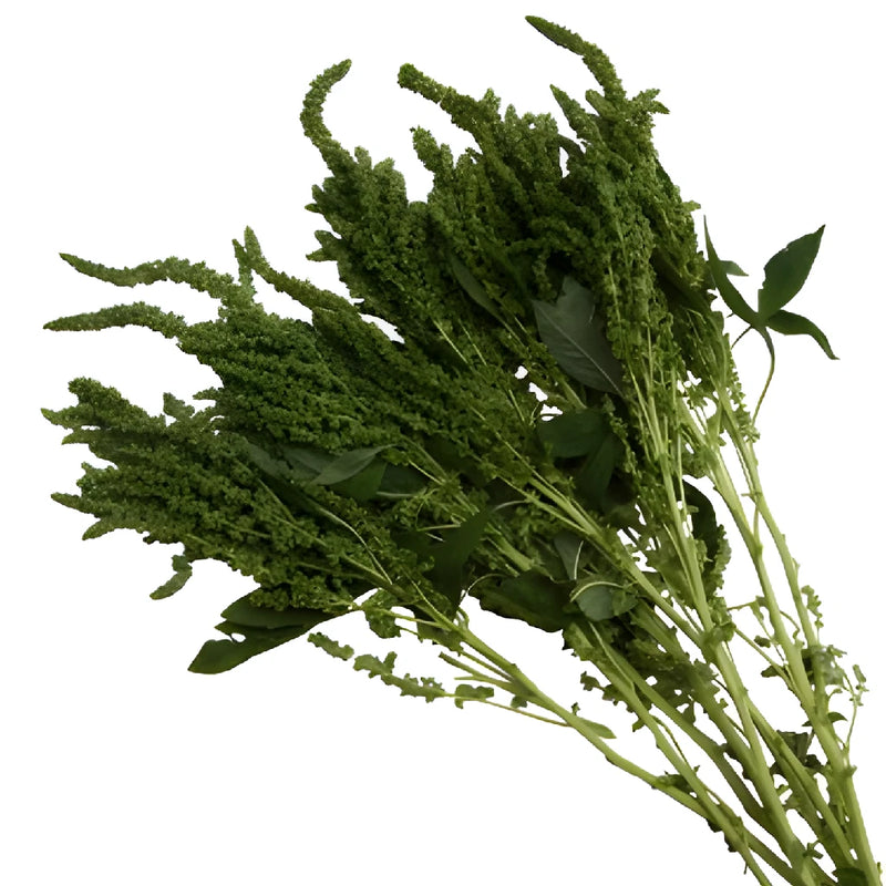 Green Upright Amaranthus Bulk Fall Greens