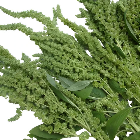 Green Upright Amaranthus Bulk Fall Greens Stem - Image