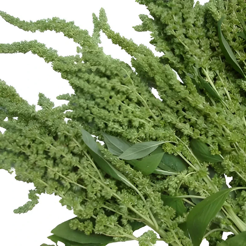 Green Upright Amaranthus Bulk Fall Greens Stem - Image