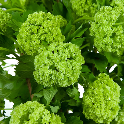 Wedding greenery green viburnum flower fillers sold near me