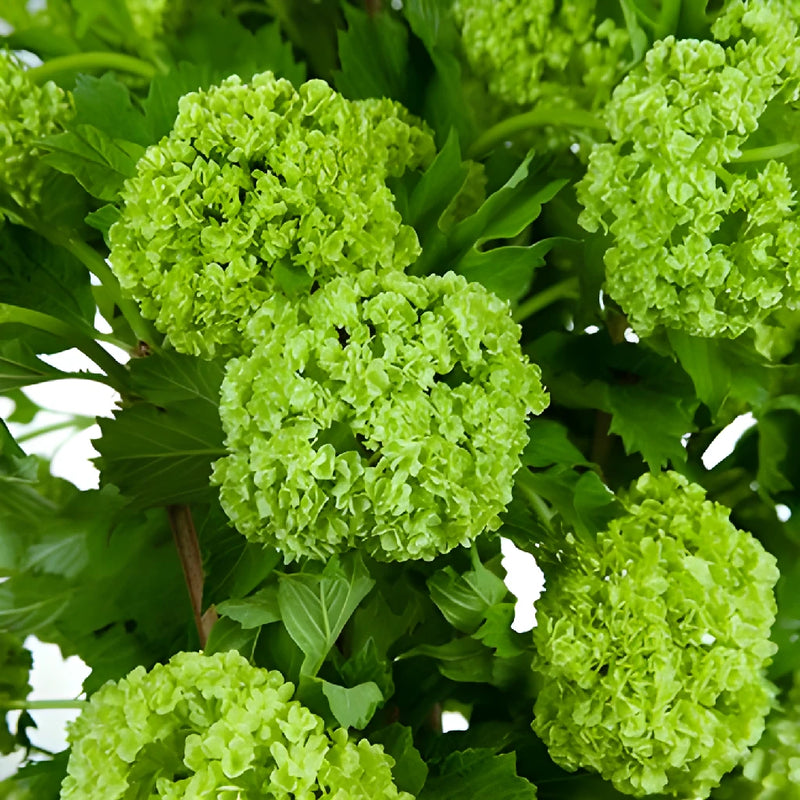 Wedding greenery green viburnum flower fillers sold near me