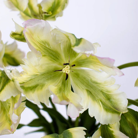 Green Wave Parrot Tulip Stem - Image